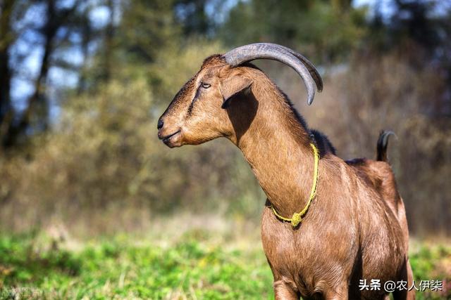 努比亚山羊年增重两百斤，优缺点解析与养殖稀少原因